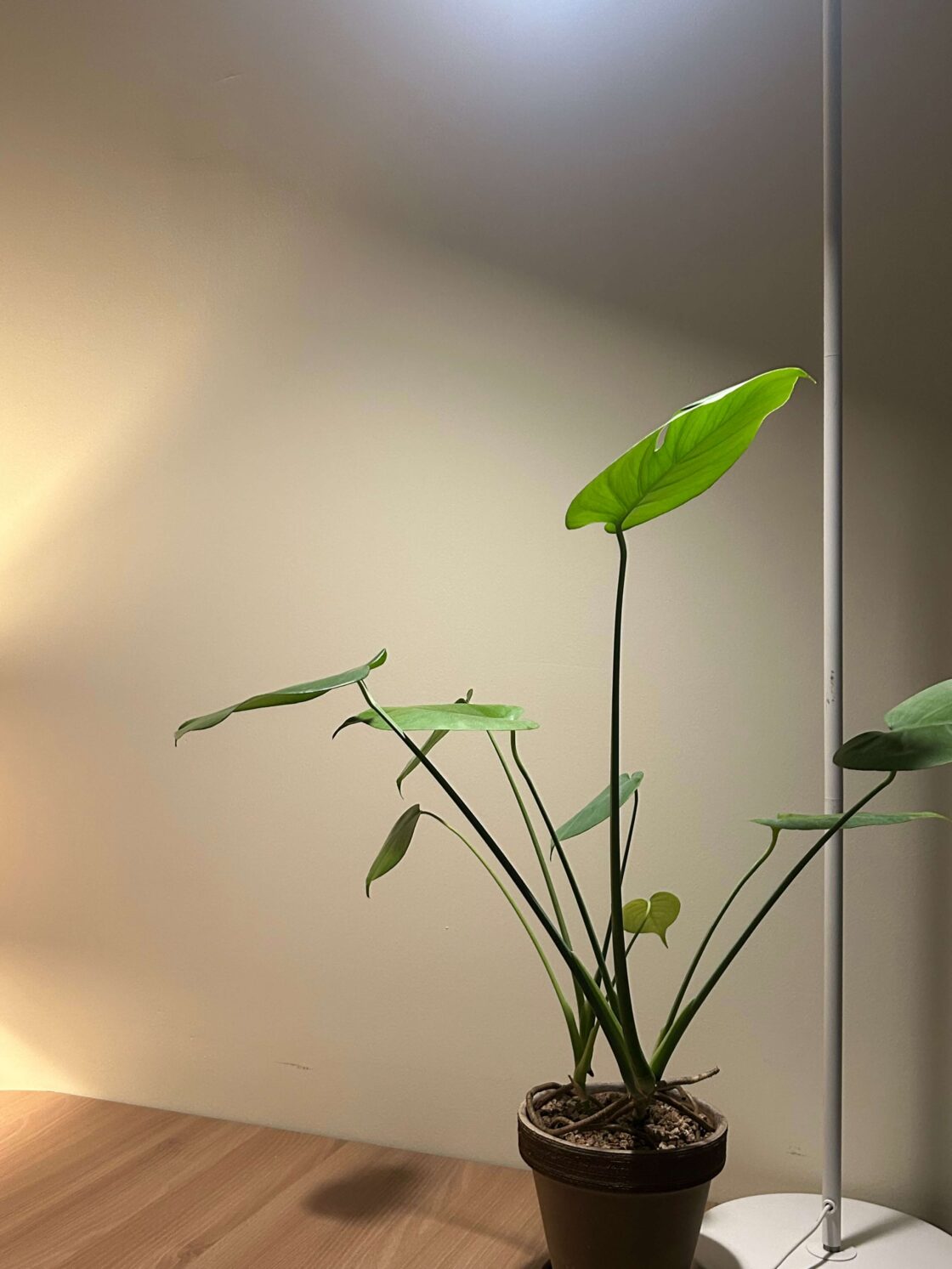 존귀한 자녀로 사는 것